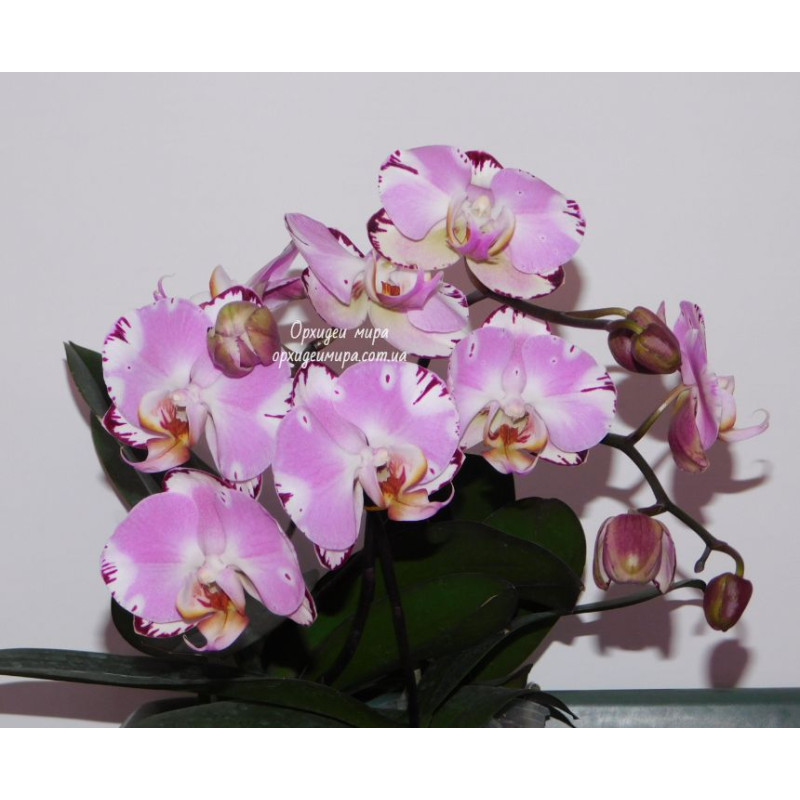 Дебби жақсы көреді